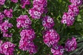 Sweet William or Dianthus barbatus flower is a flowering plant in the garden, district Drujba Royalty Free Stock Photo