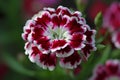 Sweet William (Dianthus barbatus) (Generative AI)