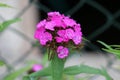 Sweet William or Dianthus barbatus flowering plant with bicolor pink and white fully open blooming flowers surrounded with green Royalty Free Stock Photo