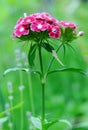 Sweet william flower blossom Dianthus barbatus