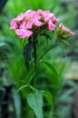 Sweet william flower blossom Dianthus barbatus