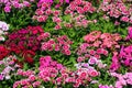 Sweet William flowers Dianthus barbatus on a flowerbed Royalty Free Stock Photo