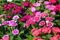 Sweet William flowers Dianthus barbatus on a flowerbed Royalty Free Stock Photo