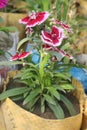 sweet william flowers digon 3 flower plant