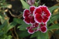 sweet william flowers digon 3 flower plant