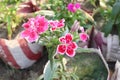 sweet william flowers digon 3 flower plant