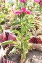 sweet william flowers digon 3 flower plant