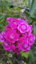 Sweet William Flowers Hot pink