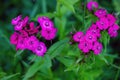 Sweet william flowers, Pastel violet siberian blue amurensis amur pink Dianthus flower Caryophyllaceae blooming between green