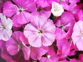 Sweet william pink flower plants in garden, Dianthus barbatus ,Chinensis ,china pink Royalty Free Stock Photo