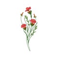 Sweet William Wild Flower Hand Drawn Detailed Illustration