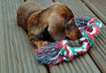 Sweet wire haired Dachshund puppy, playing with his colouful toy.