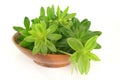 Sweet woodruff Royalty Free Stock Photo
