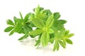 Sweet woodruff Royalty Free Stock Photo