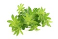 Sweet woodruff Royalty Free Stock Photo