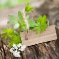 Sweet woodruff