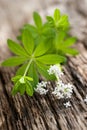 Sweet woodruff Royalty Free Stock Photo