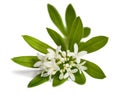 Sweet woodruff flowers Royalty Free Stock Photo