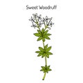 Sweet woodruff Galium odoratum , medicinal plant