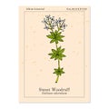 Sweet woodruff Galium odoratum , medicinal plant