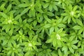 Sweet Woodruff