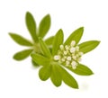 Sweet woodruff plant Royalty Free Stock Photo