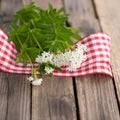 Sweet woodruff Royalty Free Stock Photo