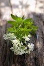 Sweet woodruff Royalty Free Stock Photo