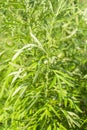 Sweet wormwood, sweet annie, sweet sagewort or annual wormwood plant