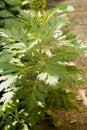 Sweet wormwood, sweet annie, sweet sagewort or annual wormwood, tree.