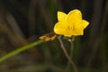 Sweet yellow amur daylily flower on the meadow. Blurred background Royalty Free Stock Photo