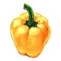 Sweet yellow bell pepper isolated, hand drawn watercolor illustration on white