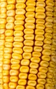 Sweet yellow corn cobs macro Royalty Free Stock Photo