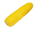 Sweet yellow corn natural isolated on the white background Royalty Free Stock Photo
