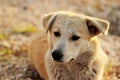 Sweet yellow dog resting Royalty Free Stock Photo