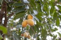 Sweet Yellow Marian Plum or Plum Mango on tree in the garden. Royalty Free Stock Photo