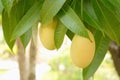 Sweet yellow marian plum Royalty Free Stock Photo