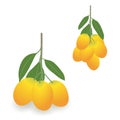 Sweet yellow Marian plum vector illustration isolated on white background. Royalty Free Stock Photo