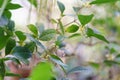 Sweet yellow osmanthus blossoms on tree in autumn season. Selective soft focus. Royalty Free Stock Photo