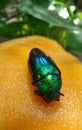 Sweet yellow ripen mango and a bright jewel beetles