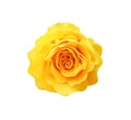 Sweet yellow rose flowers head blooming on white background with clipping path , top view single beautiful natural