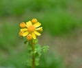 Sweet Yellow weed flower in the grass - closeup