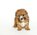 Sweet Yorkie-Poo Puppy Royalty Free Stock Photo