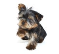 Sweet Yorkie Puppy