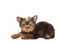 Sweet Yorkie Puppy Royalty Free Stock Photo