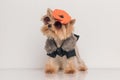 Sweet yorkie puppy with hat and sunglasses looking to side Royalty Free Stock Photo