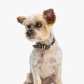 sweet yorkie puppy with neck collar looking to side while sitting Royalty Free Stock Photo