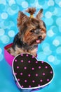 Sweet yorkshire dog sitting in heart shaped box Royalty Free Stock Photo