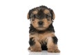Sweet yorkshire terrier dog looking at the camera Royalty Free Stock Photo