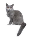 Sweet young adult solid blue British Shorthair cat isolated on white background Royalty Free Stock Photo